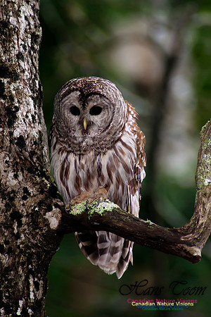 Barred Owl