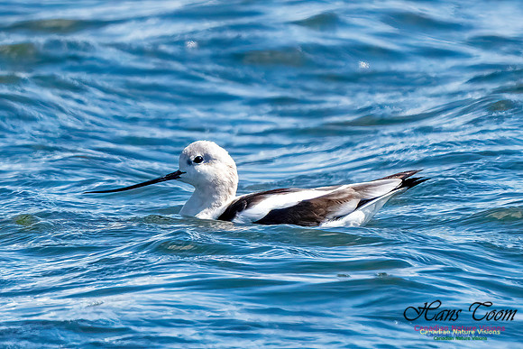 American Avocet 301