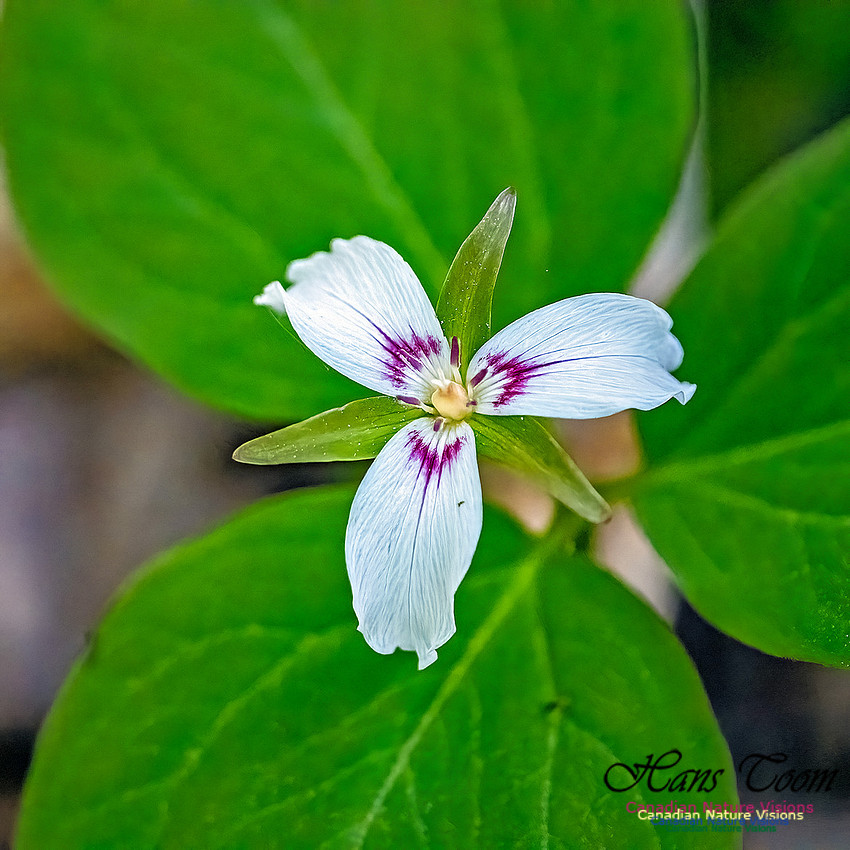 Painted Trillium 301