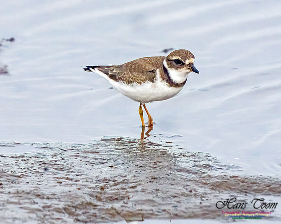 Semipalmated Plover 350