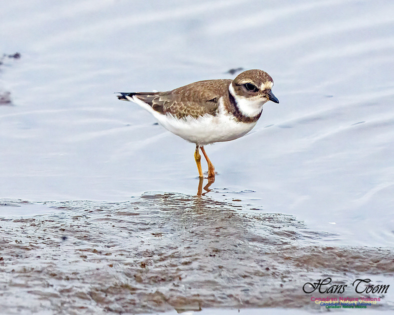 Semipalmated Plover 350
