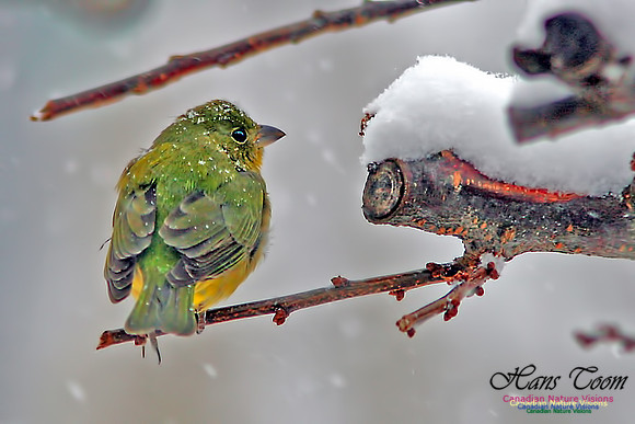 Painted Bunting