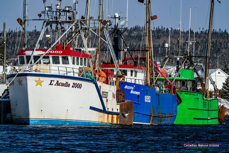 Nova Scotia Winter 304