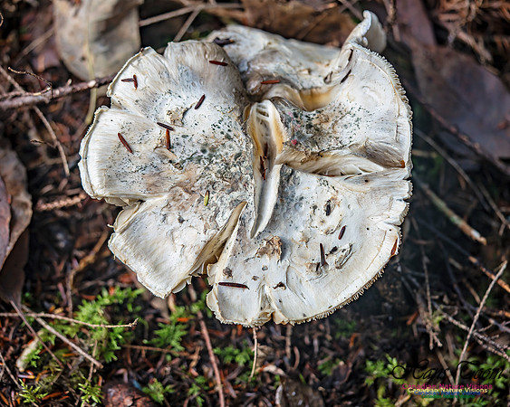 Fungus Walk In the Woodland 106