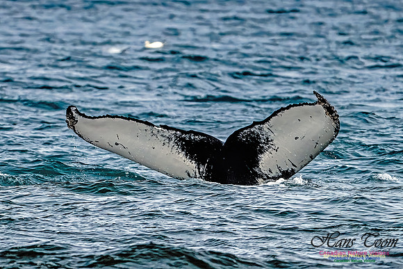 St. Vincent Whales and Gannets 120