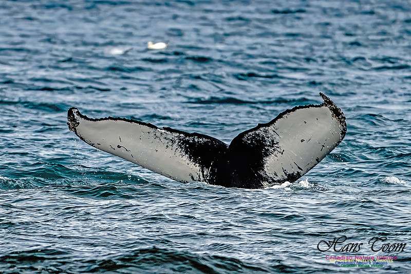 St. Vincent Whales and Gannets 120