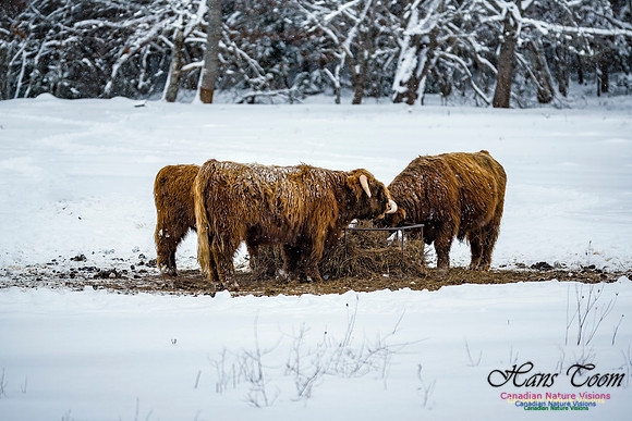 December Snow Scenes in Nova Scotia 108