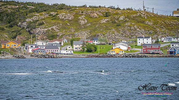 Twillingate 116