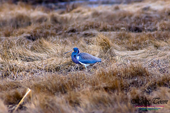 Tricoloured Heron 3