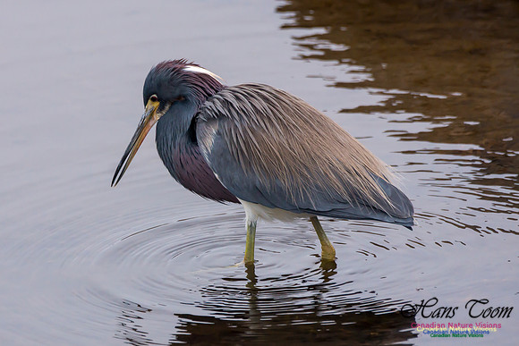 Tricoloured Heron 38