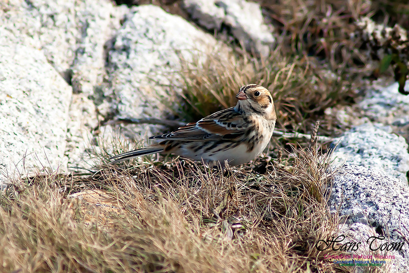 Lapland Longspur