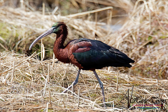 Glossy Ibis
