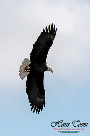 Bald Eagle