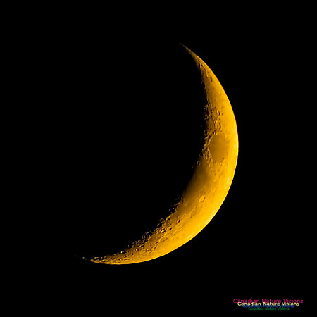 Crescent Moon 100