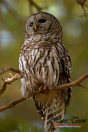 Barred Owl