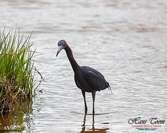 Little Blue Heron 102