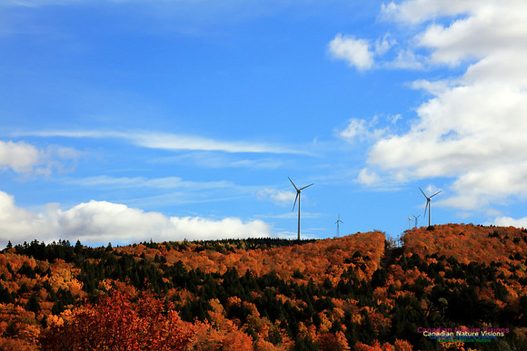 Maple Forest Fall Colours 2016
