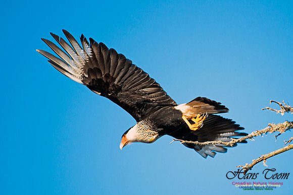 Crested Caracara