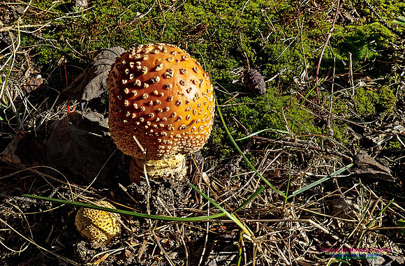 Smiley's Provincial Park Walk 117