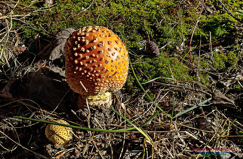 Smiley's Provincial Park Walk 117