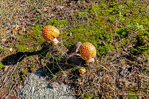 Smiley's Provincial Park Walk 118