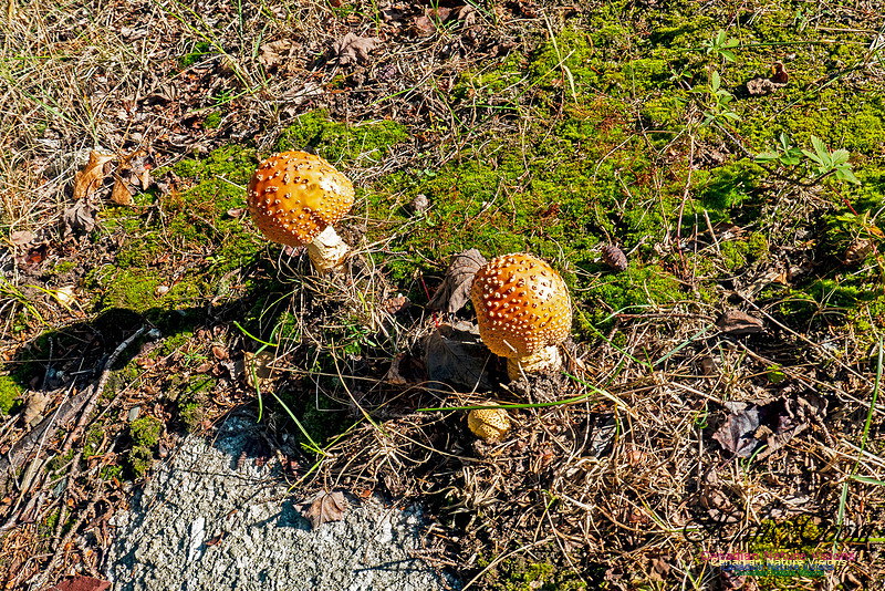 Smiley's Provincial Park Walk 118