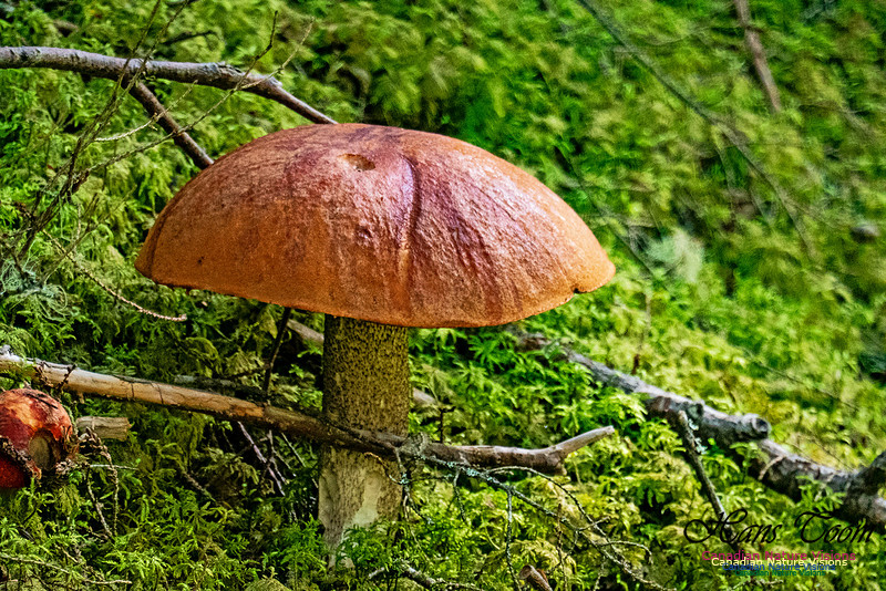 Smiley's Provincial Park Walk 109