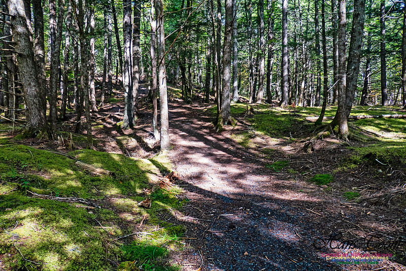 Smiley's Provincial Park Walk 110