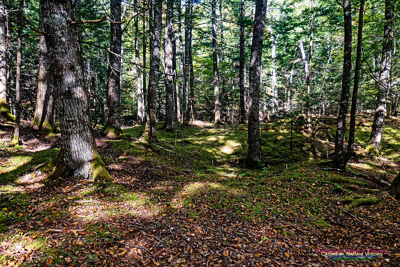 Smiley's Provincial Park Walk 111