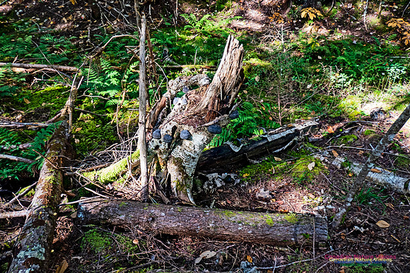 Smiley's Provincial Park Walk 112