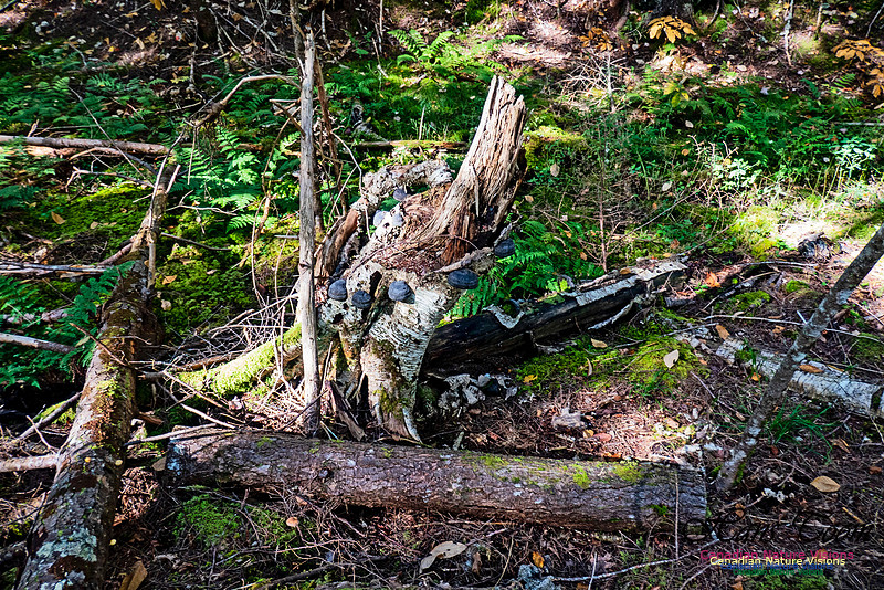Smiley's Provincial Park Walk 112