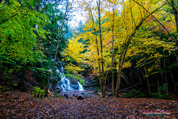 Wentworth Falls Fall Colours 104