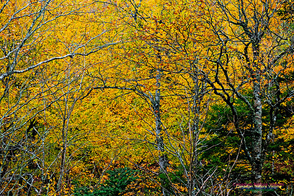 Fall Colours 2020-1