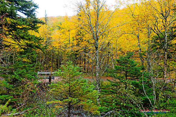 Fall Colours 2020-2