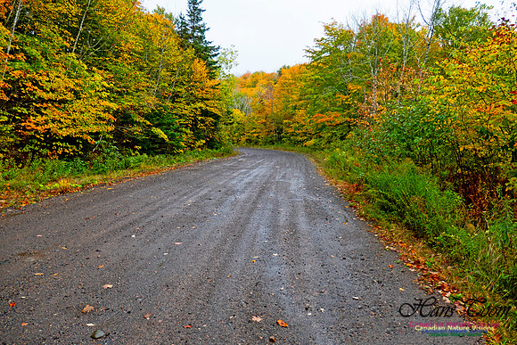 Fall Colours 2020-4