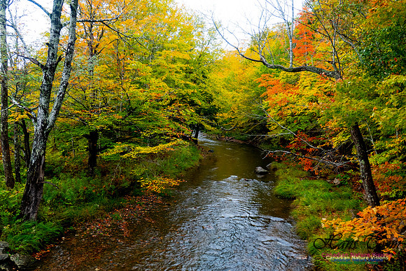 Fall Colours 2020-5