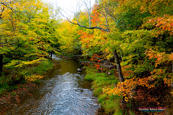 Fall Colours 2020-6