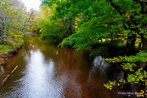 Fall Colours 2020-7