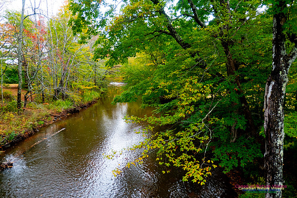 Fall Colours 2020-8