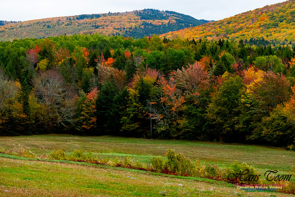 Fall Colours 2020-9