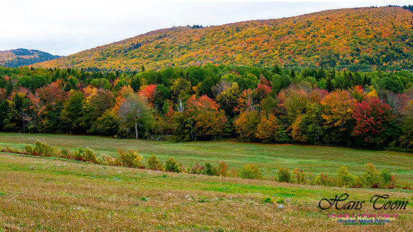 Fall Colours 2020-10