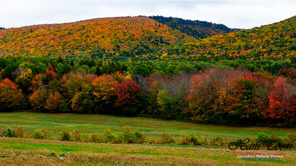 Fall Colours 2020-11