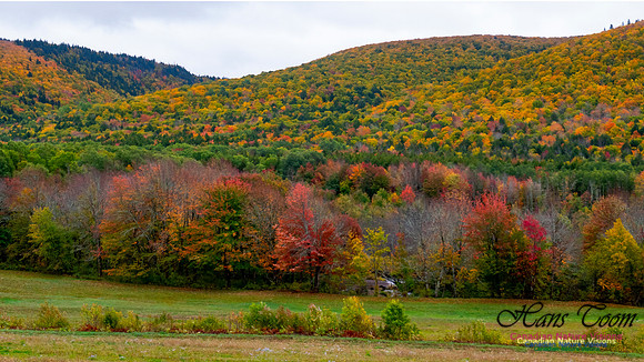 Fall Colours 2020-12