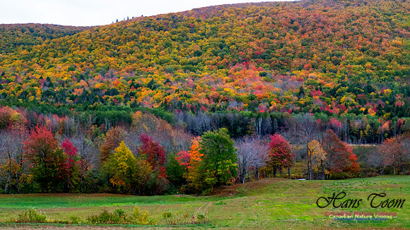 Fall Colours 2020-13