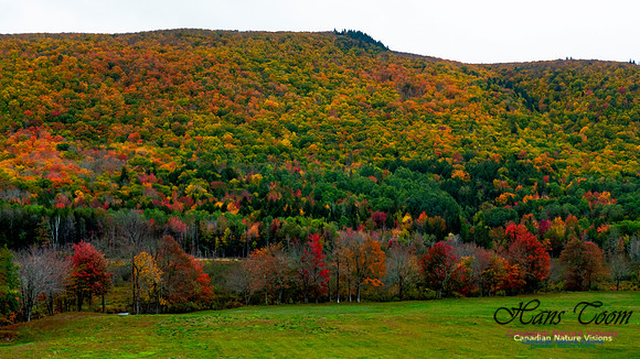 Fall Colours 2020-14
