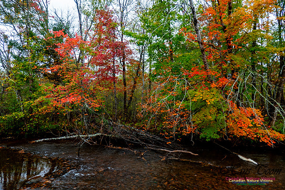 Fall Colours 2020-17