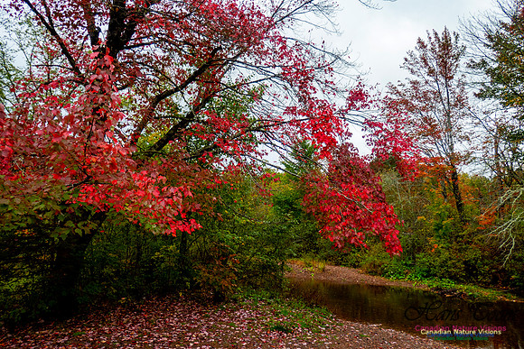 Fall Colours 2020-19