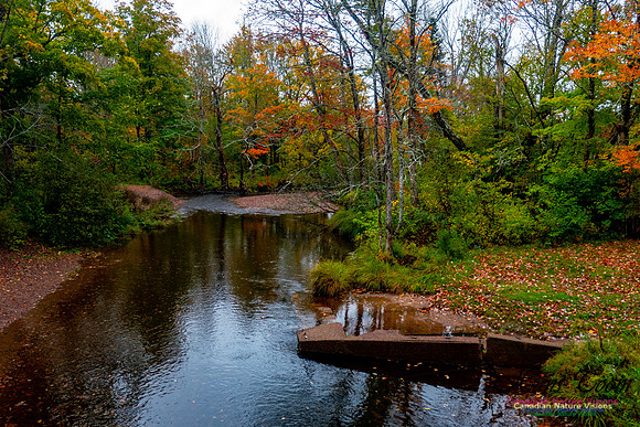 Fall Colours 2020-20