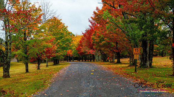 Fall Colours 2020-24