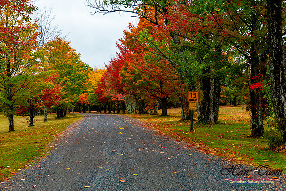 Fall Colours 2020-25
